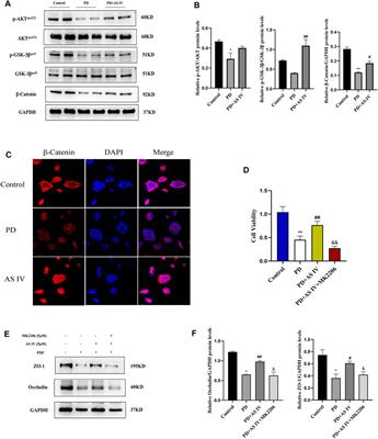 Astragaloside IV Alleviates Intestinal Barrier Dysfunction via the AKT-GSK3β-β-Catenin Pathway in Peritoneal Dialysis